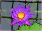 
��Myrthen
���ζʽ��إߥ�Ƥβ֡�
��Op.25
������������������������ Die Lotosblume��
�����������������������������������Ϥ��β�

��������������������������Heinrich Heine
���������������������������ϥ����ҡ��ϥ��� 
�������� Robert Alexander Schumann
�� �����٥�ȡ����쥯������������塼�ޥ� 
���������������������������������� Op.25-7
��
�������������������������ڳ��� ����������ɡ�