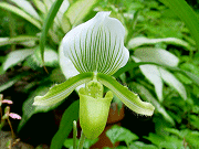 Paph. Alma Gevertʥʡ