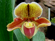 Paph. Satsumaʥʡ